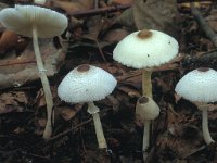 Leucocoprinus brebissonii, Skullcap Dapperling