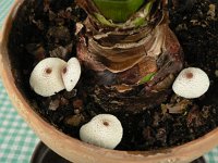 Leucocoprinus caepestipes 1, Saxifraga-Jan Willem Jongepier