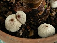 Leucocoprinus caepestipes 2, Saxifraga-Jan Willem Jongepier