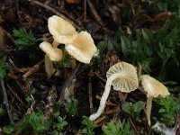 Lichenomphalia umbellifera 1, Gewoon veentrechtertje, Saxifraga-Marijke Verhagen