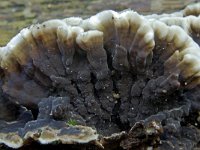 Lopharia spadicea 4, Leerachtige korstzwam, Saxifraga-Lucien Rommelaars