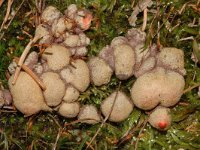 Lycogala epidendrum, Wolfs Milk