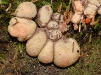 Lycogala epidendrum 2, Gewone boomwrat, Saxifraga-Jan van der Straaten