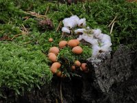 Lycogala epidendrum 5, Gewone boomwrat, Saxifraga-Luuk Vermeer