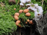 Lycogala epidendrum 7, Gewone boomwrat, Saxifraga-Luuk Vermeer