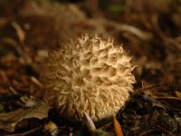 Lycoperdon echinatum 1, Stekelige stuifzwam, Saxifraga-Marijke Verhagen