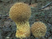 Lycoperdon echinatum 2, Stekelige stuifzwam, Saxifraga-Jan van der Straten