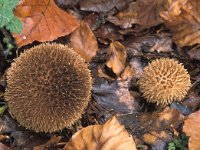 Lycoperdon echinatum 3, Stekelige stuifzwam, Saxifraga-Jan de Laat