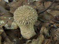 Lycoperdon echinatum 4, Stekelige stuifzwam, Saxifraga-Willem van Kruijsbergen