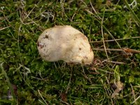 Lycoperdon lividum 1, Melige stuifzwam, Saxifraga-Peter Meininger