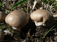 Lycoperdon lividum 2, Melige stuifzwam, Saxifraga-Jan Willem Jongepier