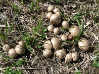 Lycoperdon lividum 3, Melige stuifzwam, Saxifraga-Jan Willem Jongepier