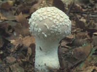 Lycoperdon mammiforme, Flaky Puffball