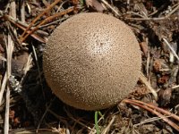 Lycoperdon molle 1, Zachtstekelige stuifzwam, Saxifraga-Jan van der Straaten