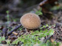 Lycoperdon nigrescens