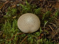 Lycoperdon nigrescens 5, Zwartwordende stuifzwam, Saxifraga-Marijke Verhagen