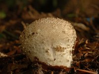 Lycoperdon nigrescens 6, Zwartwordende stuifzwam, Saxifraga-Marijke Verhagen