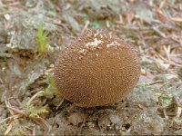 Lycoperdon pedicellatum 1, Saxifraga-Jan de Laat