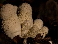 Parelstuifzwam  Parelstuifzwam natuurtuin te Harderwijk : Lycoperdon perlatum