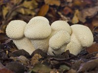 Lycoperdon perlatum 11, Parelstuifzwam, Saxifraga-Rik Kruit