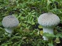 Lycoperdon perlatum 13, Parelstuifzwam, Saxifraga-Willem van Kruijsbergen