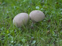 Lycoperdon perlatum 16, Parelstuifzwam, Saxifraga-Jan Nijendijk