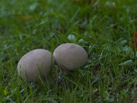 Lycoperdon perlatum 17, Parelstuifzwam, Saxifraga-Jan Nijendijk