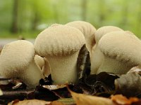 Lycoperdon perlatum 23, Parelstuifzwam, Saxifraga-Luuk Vermeer