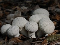 Lycoperdon perlatum 29, Parelstuifzwam, Saxifraga-Luuk Vermeer