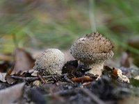 Lycoperdon perlatum 30, Parelstuifzwam, Saxifraga-Luuk Vermeer