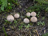 Lycoperdon perlatum 31, Parelstuifzwam, Saxifraga-Luuk Vermeer