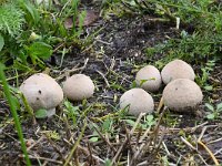 Lycoperdon perlatum 32, Parelstuifzwam, Saxifraga-Luuk Vermeer