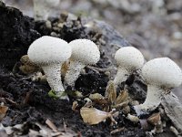 Lycoperdon perlatum 39, Parelstuifzwam, Saxifraga-Luuk Vermeer