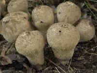 Lycoperdon perlatum 41, Parelstuifzwam, Saxifraga-Willem van Kruijsbergen