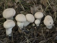 Lycoperdon perlatum 43, Parelstuifzwam, Saxifraga-Willem van Kruijsbergen