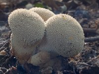 Parelstuifzwam  Parelstuifzwam natuurtuin te Harderwijk : Lycoperdon perlatum