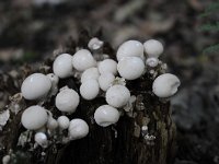 Lycoperdon pyriforme, Pear-shaped Puffball