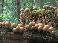 Lycoperdon pyriforme 10, Peervormige stuifzwam, Saxifraga-Jan de Laat