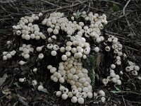 Lycoperdon pyriforme 3, Peervormige stuifzwam, Saxifraga-Luuk Vermeer