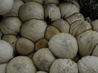 Lycoperdon pyriforme 5, Peervormige stuifzwam, Saxifraga-Luuk Vermeer