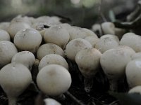 Lycoperdon pyriforme 6, Peervormige stuifzwam, Saxifraga-Luuk Vermeer