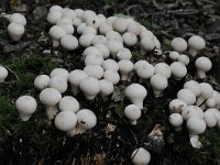 Lycoperdon pyriforme 8, Peervormige stuifzwam, Saxifraga-Luuk Vermeer