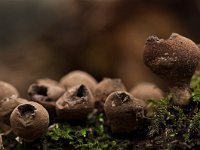 Lycoperdon pyriforme 9, Peervormige stuifzwam, Saxifraga-Rik Kruit