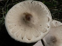 Macrolepiota excoriata 1, Rafelparasolzwam, Saxifraga-Jan Willem Jongepier