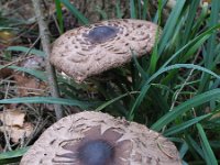 Macrolepiota mastoidea  1, Tepelparasolzwam, Saxifraga-Rutger Barendse