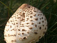 Macrolepiota procera 1, Grote parasolzwam, Saxifraga-Jan C van der Straaten