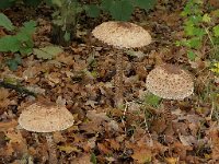 Macrolepiota procera 12, Grote parasolzwam, Saxifraga-Ab H Baas