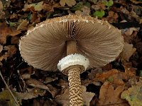 Macrolepiota procera 14, Grote parasolzwam, Saxifraga-Ab H Baas