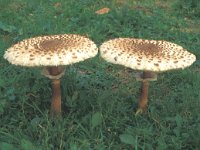 Macrolepiota procera 2, Grote parasolzwam, Saxifraga-Jan van der Straten