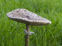 Macrolepiota procera 21, Grote parasolzwam, Axifraga-Jan Nijendijk